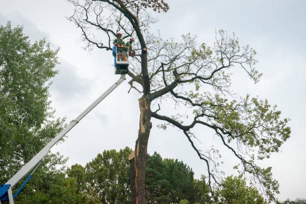 Best Tree Disease Treatment  in Eunice, NM